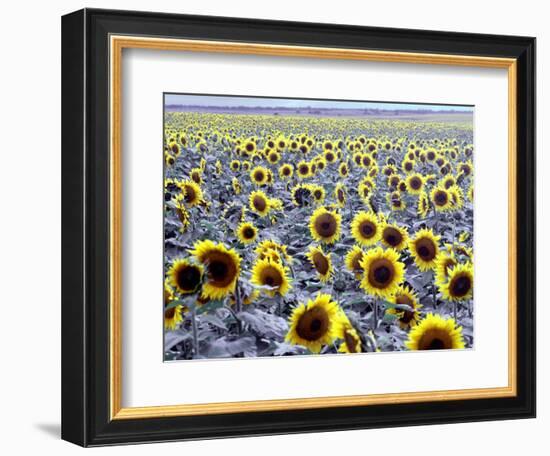 Sunflower Field, Jamestown, North Dakota, USA-Bill Bachmann-Framed Photographic Print