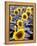 Sunflower Field, Jamestown, North Dakota, USA-Bill Bachmann-Framed Premier Image Canvas