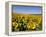 Sunflower Field Near Cordoba, Andalusia, Spain, Europe-Hans Peter Merten-Framed Premier Image Canvas