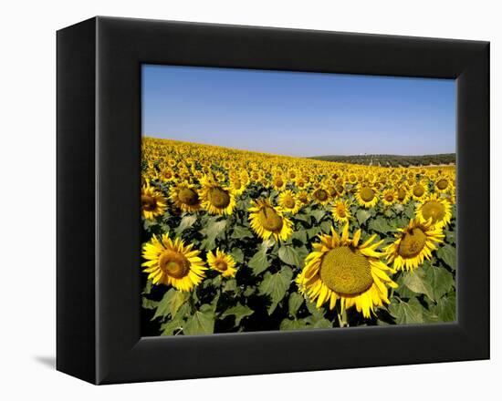 Sunflower Field Near Cordoba, Andalusia, Spain, Europe-Hans Peter Merten-Framed Premier Image Canvas