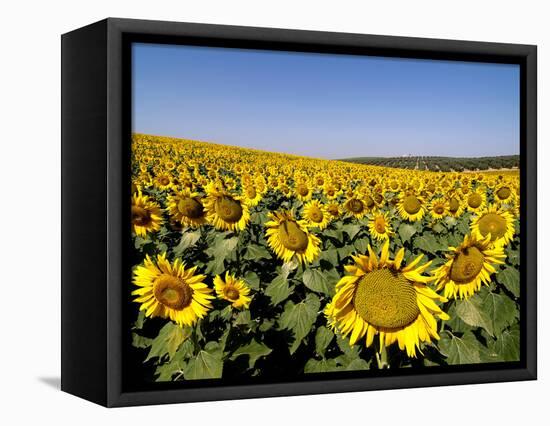 Sunflower Field Near Cordoba, Andalusia, Spain, Europe-Hans Peter Merten-Framed Premier Image Canvas