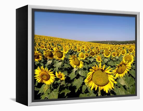 Sunflower Field Near Cordoba, Andalusia, Spain, Europe-Hans Peter Merten-Framed Premier Image Canvas