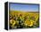 Sunflower Field Near Cordoba, Andalusia, Spain, Europe-Hans Peter Merten-Framed Premier Image Canvas