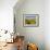 Sunflower Field Near Cordoba, Andalusia, Spain, Europe-Hans Peter Merten-Framed Photographic Print displayed on a wall