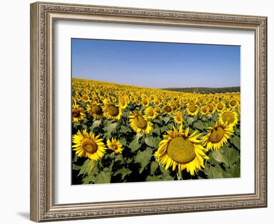 Sunflower Field Near Cordoba, Andalusia, Spain, Europe-Hans Peter Merten-Framed Photographic Print