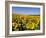 Sunflower Field Near Cordoba, Andalusia, Spain, Europe-Hans Peter Merten-Framed Photographic Print