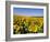 Sunflower Field Near Cordoba, Andalusia, Spain, Europe-Hans Peter Merten-Framed Photographic Print