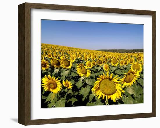 Sunflower Field Near Cordoba, Andalusia, Spain, Europe-Hans Peter Merten-Framed Photographic Print