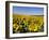 Sunflower Field Near Cordoba, Andalusia, Spain, Europe-Hans Peter Merten-Framed Photographic Print