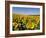 Sunflower Field Near Cordoba, Andalusia, Spain, Europe-Hans Peter Merten-Framed Photographic Print