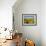 Sunflower Field Near Cordoba, Andalusia, Spain, Europe-Hans Peter Merten-Framed Photographic Print displayed on a wall