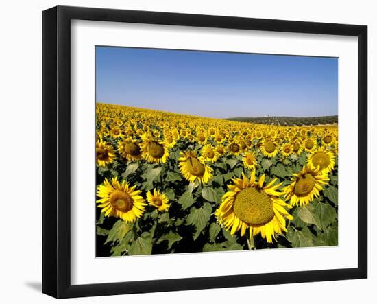 Sunflower Field Near Cordoba, Andalusia, Spain, Europe-Hans Peter Merten-Framed Photographic Print