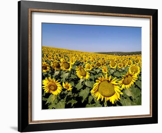 Sunflower Field Near Cordoba, Andalusia, Spain, Europe-Hans Peter Merten-Framed Photographic Print