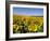 Sunflower Field Near Cordoba, Andalusia, Spain, Europe-Hans Peter Merten-Framed Photographic Print