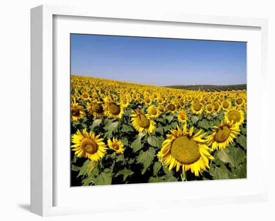 Sunflower Field Near Cordoba, Andalusia, Spain, Europe-Hans Peter Merten-Framed Photographic Print