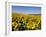 Sunflower Field Near Cordoba, Andalusia, Spain, Europe-Hans Peter Merten-Framed Photographic Print