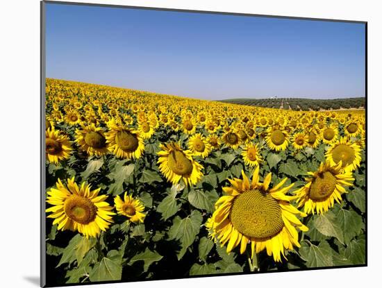Sunflower Field Near Cordoba, Andalusia, Spain, Europe-Hans Peter Merten-Mounted Photographic Print