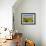 Sunflower Field Near Cordoba, Andalusia, Spain, Europe-Hans Peter Merten-Framed Photographic Print displayed on a wall