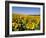 Sunflower Field Near Cordoba, Andalusia, Spain, Europe-Hans Peter Merten-Framed Photographic Print