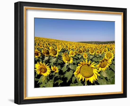 Sunflower Field Near Cordoba, Andalusia, Spain, Europe-Hans Peter Merten-Framed Photographic Print