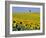 Sunflower Field Near Cordoba, Andalusia, Spain, Europe-Hans Peter Merten-Framed Photographic Print