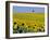 Sunflower Field Near Cordoba, Andalusia, Spain, Europe-Hans Peter Merten-Framed Photographic Print