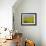 Sunflower Field Near Cordoba, Andalusia, Spain, Europe-Hans Peter Merten-Framed Photographic Print displayed on a wall