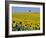 Sunflower Field Near Cordoba, Andalusia, Spain, Europe-Hans Peter Merten-Framed Photographic Print