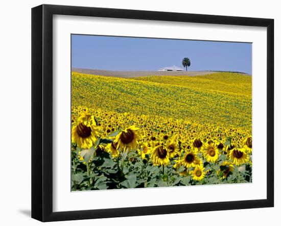 Sunflower Field Near Cordoba, Andalusia, Spain, Europe-Hans Peter Merten-Framed Photographic Print