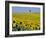 Sunflower Field Near Cordoba, Andalusia, Spain, Europe-Hans Peter Merten-Framed Photographic Print