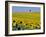 Sunflower Field Near Cordoba, Andalusia, Spain, Europe-Hans Peter Merten-Framed Photographic Print