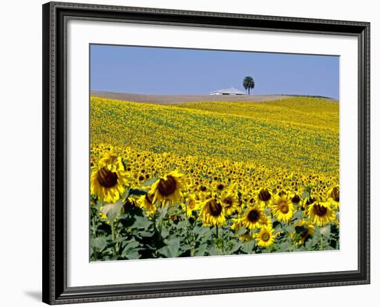 Sunflower Field Near Cordoba, Andalusia, Spain, Europe-Hans Peter Merten-Framed Photographic Print