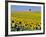 Sunflower Field Near Cordoba, Andalusia, Spain, Europe-Hans Peter Merten-Framed Photographic Print