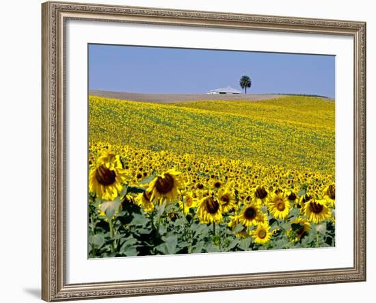 Sunflower Field Near Cordoba, Andalusia, Spain, Europe-Hans Peter Merten-Framed Photographic Print