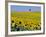 Sunflower Field Near Cordoba, Andalusia, Spain, Europe-Hans Peter Merten-Framed Photographic Print