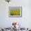 Sunflower Field Near Cordoba, Andalusia, Spain, Europe-Hans Peter Merten-Framed Photographic Print displayed on a wall