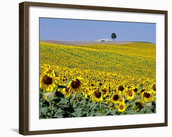 Sunflower Field Near Cordoba, Andalusia, Spain, Europe-Hans Peter Merten-Framed Photographic Print