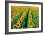 Sunflower Field Near Oakbank, Manitoba, Canada-Dave Reede-Framed Photographic Print