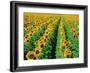 Sunflower Field Near Oakbank, Manitoba, Canada-Dave Reede-Framed Photographic Print