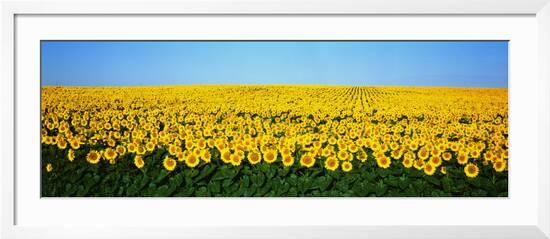 Sunflower Field North Dakota Usa Framed Photographic Print
