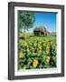 Sunflower Field, Old House, Beausejour, Manitoba, Canada.-Dave Reede-Framed Photographic Print