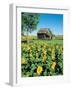 Sunflower Field, Old House, Beausejour, Manitoba, Canada.-Dave Reede-Framed Photographic Print