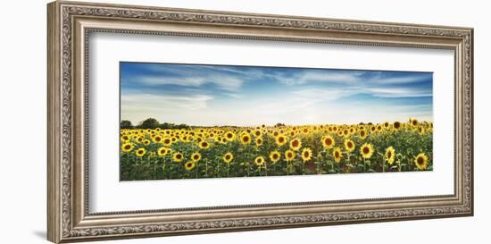 Sunflower field, Plateau Valensole, Provence, France-Frank Krahmer-Framed Giclee Print