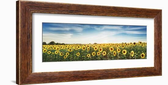 Sunflower field, Plateau Valensole, Provence, France-Frank Krahmer-Framed Giclee Print