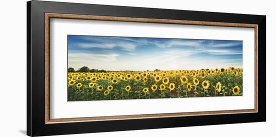 Sunflower field, Plateau Valensole, Provence, France-Frank Krahmer-Framed Giclee Print