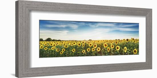 Sunflower field, Plateau Valensole, Provence, France-Frank Krahmer-Framed Giclee Print