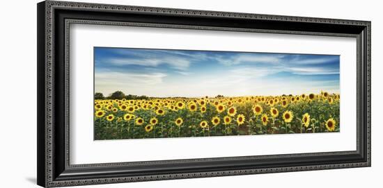 Sunflower field, Plateau Valensole, Provence, France-Frank Krahmer-Framed Giclee Print