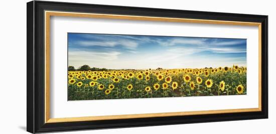 Sunflower field, Plateau Valensole, Provence, France-Frank Krahmer-Framed Giclee Print