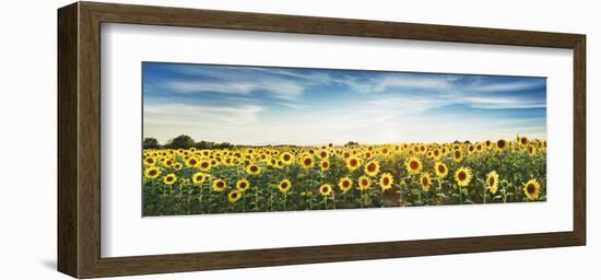 Sunflower field, Plateau Valensole, Provence, France-Frank Krahmer-Framed Giclee Print