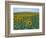 Sunflower Field, Provence, France-Gavriel Jecan-Framed Photographic Print